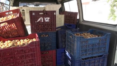 Germencik’de kuru incir hırsızlarına karşı mücadele - AYDIN 