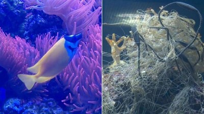 okyanus - Hayvanat bahçesi akvaryumu plastik atıkla doldurdu Videosu