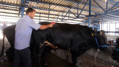 'Hayvanın refahını koruyun etiniz lezzetli olsun' - BURSA 