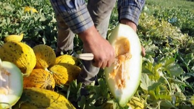 2008 yili -  Kırkağaç'ta kavun hasadı başladı  Videosu