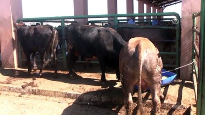 Kurban Bayramına doğru - MUŞ 