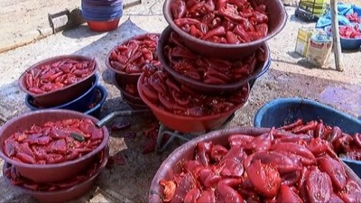  Şanlıurfa’da isotun üretim serüveni başladı 