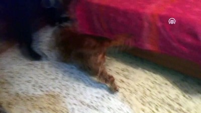 sentetik - Uyuşturucu operasyonu - ADANA  Videosu