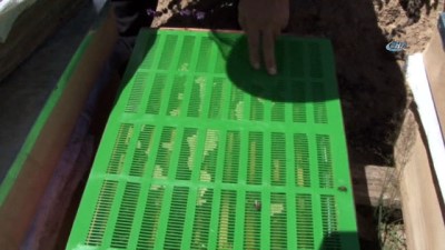 propolis -  Anzer’den Propolis atağı...Anzer Yaylası'nda arıcıların ürettiği Propolis kilogramı 3 bin TL’den satılıyor  Videosu