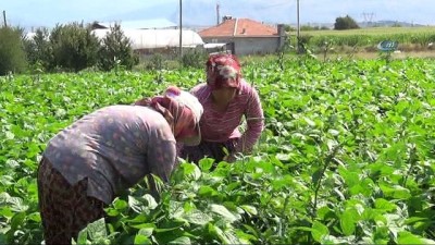 insuyu -  Burdur İnsuyu'nda Fasulye hasadı devam ediyor Videosu