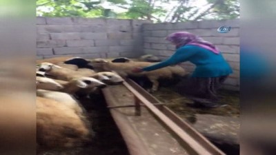  Çalınan koyunlarına kavuşan kadının sevinci