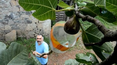  Geliştirdiği yöntemle ağaca çıkmadan incir topluyor 