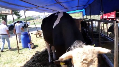 Hayvan pazarının gözdesi 'pehlivan' - TEKİRDAĞ 