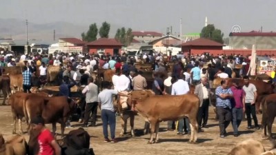 la paz - Hayvan pazarlarında sıkı pazarlıklar yaşanıyor - AĞRI  Videosu