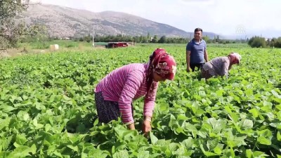 insuyu - İnsuyu'nda fasulye hasadı devam ediyor - BURDUR Videosu