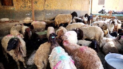 buyukbas hayvan - Mısır'da Kurban Bayramı hazırlıkları Videosu