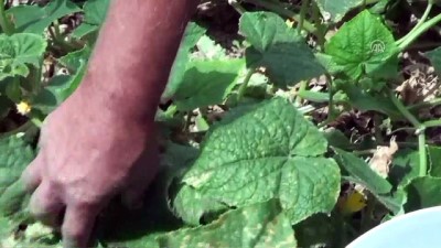 'Yeşil altın'ın rekoltesi düştü - ANKARA 