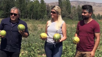 yansima - Bağrıbütün kavununun hasadı başladı - YOZGAT  Videosu