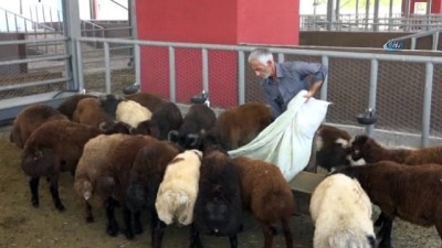 hayvan pazari -  Bingöl’de kurbanlık satışları başladı  Videosu