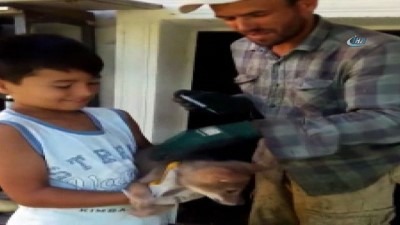 diyalog -  Çiftçiden alkışlanacak davranış...Kümesine dadanan yavru çakala nasihat verip, aşısını yaparak doğaya saldı  Videosu
