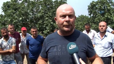 ihracat -  Dünyaca ünlü meyveye ihracat yasağı  Videosu