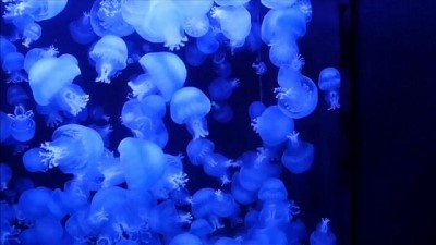 denizanasi - Japonya'da rengarenk denizanalarına ziyaretçi akını Videosu