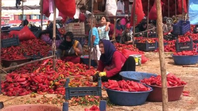 aile ekonomisi - Kavurucu sıcakta 'acı' telaş - ŞANLIURFA  Videosu