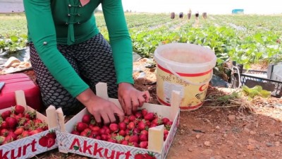 asgari ucret - Kentten köye göç ettiren çilek - KONYA  Videosu