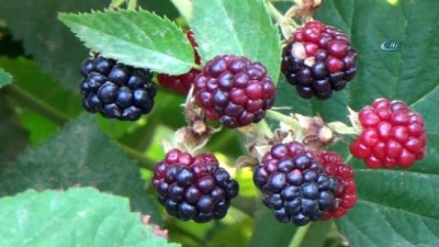 salar -  Kurtalan'dan 4 ülkeye böğürtlen ihraç ediliyor  Videosu