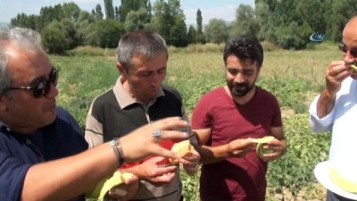 bilimsel arastirma -  Muz tadındaki Bağrıbütün kavunun hasadı başladı  Videosu