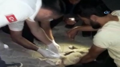 hastane bahcesi -  Hastane personeli ayağı kırık köpek için seferber oldu  Videosu