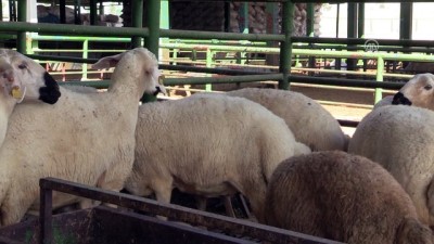 hayvan pazari - Hayvan pazarlarında bayram yoğunluğu - MALATYA  Videosu