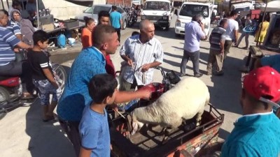 sili -  Kilis'te ilginç kurban taşıma teknikleri... Kimi kurbanı kucağında kimi ise motosikletle taşıdı  Videosu