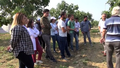 salar - Kuru incirde 'Örtülü Hasat' Projesi - AYDIN  Videosu