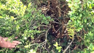 kaymakamlik - 'Şimşir kaşık' Sabri ustadan sorulur (1) - SAKARYA  Videosu