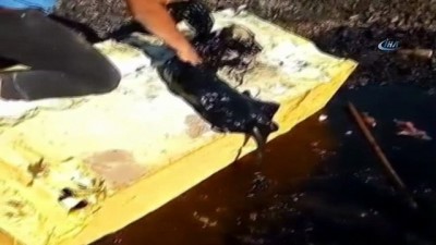 sokak kopekleri -  Zifte düşen köpekler hayvan severler tarafından kurtarıldı  Videosu