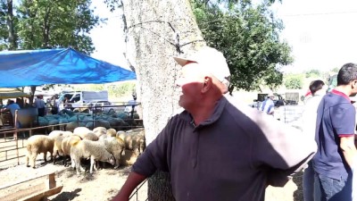 hayvan pazari - 10 bin dolar bozdurana 'kurbanlık koç' bedava - TEKİRDAĞ  Videosu
