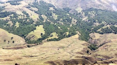 ormanli - Ağrı Dağı'nın 'huş' ormanı - IĞDIR  Videosu