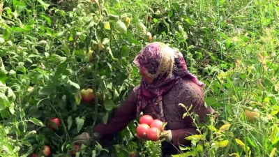 sebze uretimi - Çiftçi hasattan memnun - BİLECİK  Videosu