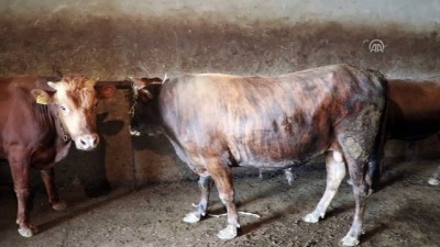 buyukbas hayvan - Diyanet, Gürcistan'da 10 bin aileye kurban eti dağıtacak - TİFLİS  Videosu