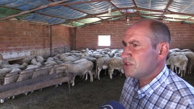 dogum orani - Et açığı tescilli Eşme koyunuyla azaltılacak - UŞAK  Videosu
