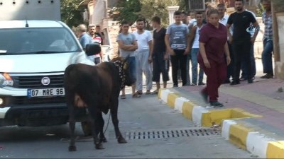 oglan -  Kaçan boğa, aileye bayramı zehir etti  Videosu