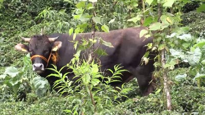 cay bahcesi - Kesime giderken 2 kişiyi yaralayan boğa çay bahçesine düştü - RİZE  Videosu