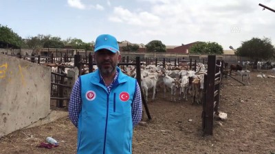 buyukbas hayvan - TDV'den Senegal'de 63 bin kişiye kurban yardımı - DAKAR Videosu