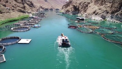 ingiltere - Elazığ'dan Avrupa ve Japonya'ya balık ihracatı (1) - ELAZIĞ  Videosu
