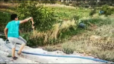 bayramlasma -  Etin kokusunu alan tilki köye indi  Videosu