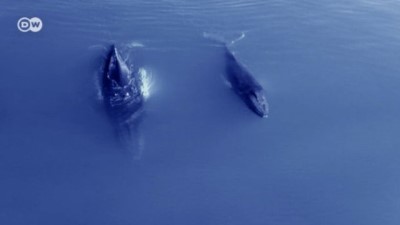 balina - İzlanda'da 200'den fazla balina tehlike altında  Videosu