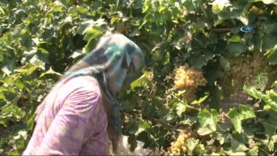 kullar -  Kuru üzümün zorlu yolculuğu  Videosu