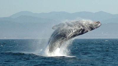 kambur balina - VİDEO | Kambur balinadan turistlere sulu şaka Videosu