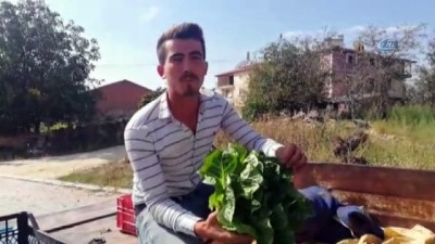 efes -  Afyonkarahisarlı marulcu fenomen oldu  Videosu