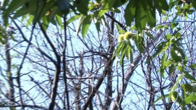 kooperatif -  Katil arılar kestane ağaçlarını kuruttu  Videosu