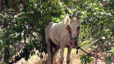 Sıcakta susuz bırakılan yaralı at tedaviye alındı - ADANA 
