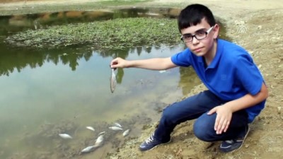 Toplu balık ölümleri - KÜTAHYA 