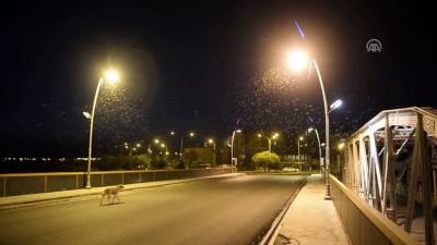 ekolojik - Ardahan'da 'bir günlükler'in görsel şöleni  Videosu