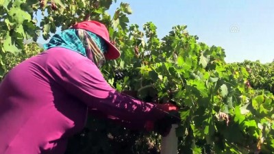 kirikli - Hassalı üzüm üreticisini 'hastalık' üzdü - HATAY  Videosu